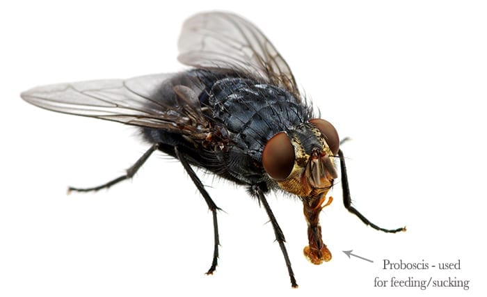 pestaway-fly pestaway-fly