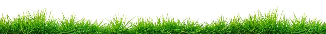 grass1 grass1
