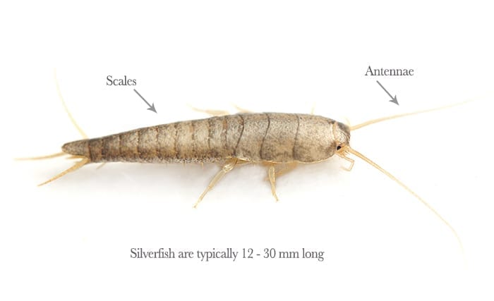 PestAway-Silverfish_control