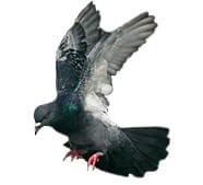 bird-control
