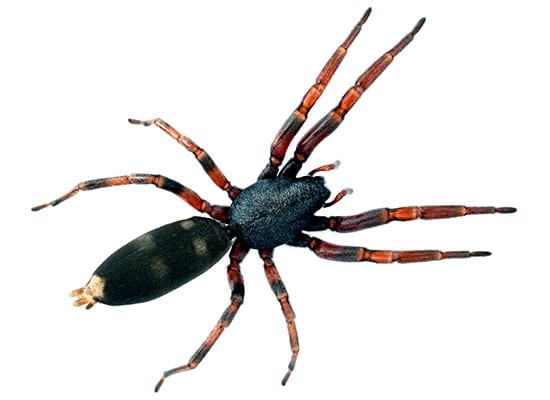 whitetailed-spider2